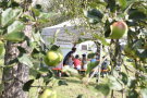 Streuobst am Baum und dahinter Kinder mit Lehrkraft auf Bierbänken