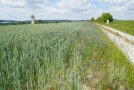 Ackerwildkräuter zwischen Weizenfeld und Wegesrand.