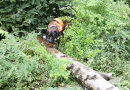 Hund beschnüffelt einen gefällten Baum