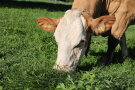 Kuh frisst Gras auf der Weide