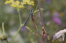 Libelle auf Pflanzen