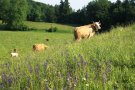 Rinder auf einer blühenden Bergweide