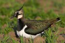 Kiebitz auf Acker