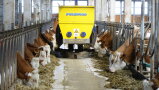 ein Futterverteilroboter mit Kühen