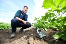 junger Wissenschaftler misst an der Kartoffelpflanze