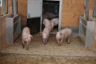 Jungschweine am Fressbereich in einem Stall mit Auslauf und Außenklimareiz