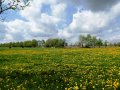 gepflegte Heckenreihe vor einer Weide