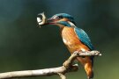 Auch der Eisvogel lebt in den Uferbereichen der Teiche.