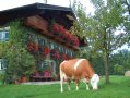 Kuh vor Bauernhof