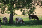 mehrere Kühe auf der weide mit Baum