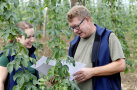 zwei Personen im Hopfengarten