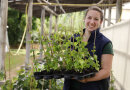eine junge Frau mit einer Pflanzpalette mit Hopfenpflanzen