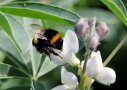 Hummel auf einer Lupinenblüte