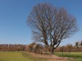 Hecke mit zurechtgeschnittenem Baum und Lesesteinhaufen