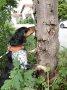 Hund steht schnüffelnd an einem Baum