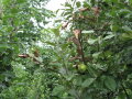 Feuerbrandbefall an Apfel in einer Erwerbsobstanlage. 