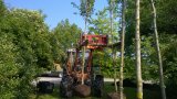 Eine Maschine transportiert einen Ahornbaum als ALB-Fangbaum 