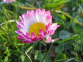 Blüte eines Gänesblümchen in Großaufnahme