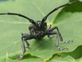 Asiatischer Laubholzbockkäfer (<i>Anoplophora glabripennis</i>)