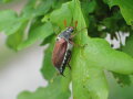 Maikäfer auf einem Baum