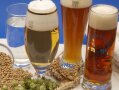 mehrere Biergläser zusammen mit Getreidekörnern und Hopfendolden auf einem Tisch