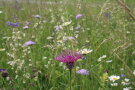 Lila Blüte vor einer artenreiche Wiese