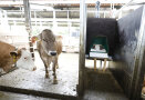 Zwei Kühe im Stall