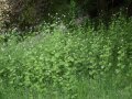 Knoblauchrauke (Alliaria petiolata)