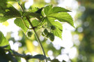 Hopfenrebe mit Dolden im Gegenlicht