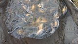 Karpfen in einem Netz im Wasser. 