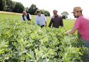 Vier Männer begutachten ein Feld mit Ackerbohnen