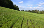 streifig abgelegte Gülle auf einer Wiese