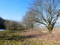Gehölze in der Landschaft