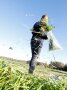 Person packt Schnittgut in einen Beutel