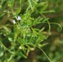 feine, weiße Linsenblüte in Großaufnahme