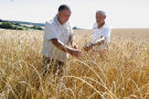 LfL-Sortenschützer Fleißner und Landwirt Kratzer auf einem Feld mit Freisinger Landweizen.