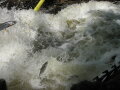 Springende Fische am Wasserfall