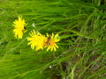 Insekt auf einer gelben Blüte