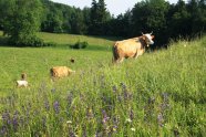 Rinder auf eine blühenden Bergweide