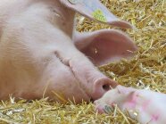 BÖI Ökoschweine Züchtung