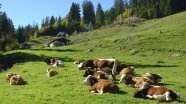 Rinder liegen auf einer Alm vor einer Almhütte.