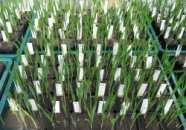 DNA-Test Versuchsaufbau an jungen Gerstenpflanzen