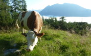 Kuh auf der Weide vor Bergpanorama.
