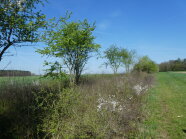 Heckenpflege Neueraufwuchs Im 2 Jahr _schweiger P1020604