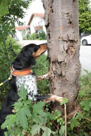 ALB-Spürhund Louis im Einsatz (Quelle: LfL)