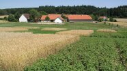 Weizen- und Kartoffelfelder vor einem großen Bauernhof.