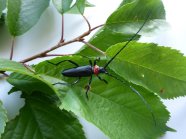 Käfer auf Blatt