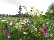 Blühflächen erfolgreiche Blüte