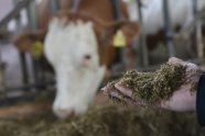 Hand hält Tierfutter vor Rind