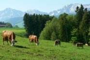 Milchviehherde auf einer Weide in den Bergen